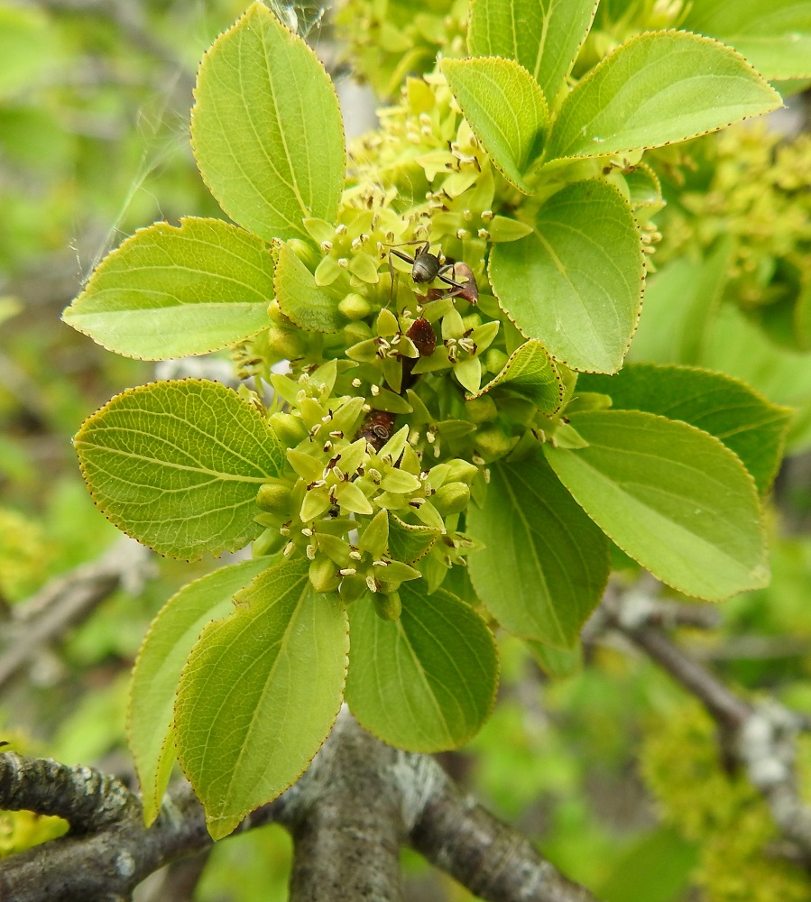 Rhamnus cathartica - orapaatsaman kukat ovat yksineuvoiset mutta sijaitsevat kuitenkin yksikotisesti samoissa yksilöissä. Hedekukissa emit ja emikukissa heteet jäävät kehitykseltään keskeneräisiksi. A, Lemland, Björkö, Herröskatanin luonnonsuojelualue, eteläkärjen rantakalliot, 19.6.2023. Copyright Hannu Kämäräinen.