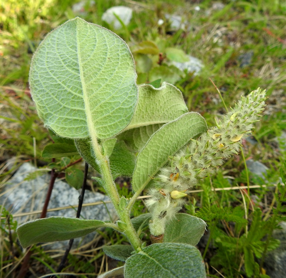 Salix lanata - villapajun norkkosuomujen karvat haalistuvat kukinnan jälkeen yleensä aivan vaaleiksi. Kuvassa olevan lumivillapajun lehtikorvakkeet ovat pienikokoiset ja yleensä lehtiruotia lyhyemmät. Vain Inarin Lapin eliömaakunnassa kasvavalla nystyvillapajulla korvakkeet ovat ehkä useimmiten ruotia pitemmät. EnL, Enontekiö, Kilpisjärvi, Saanan lounainen alarinne, Käsivarrentien (tie 21) laide Retkeilykeskuksen ja Siilaskosken välillä, 485 m mpy, 5.7.2025. Copyright Hannu Kämäräinen.