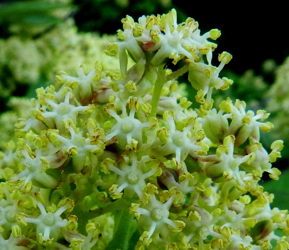 Sambucus racemosa - terttuseljan teriö on säteittäinen, kellanvalkoinen tai vihertävä ja noin 4-5 mm leveä. Terälehtiä on viisi. Ne ovat alaspäin kaartuvat tai kukkapohjuksen kylkiä myöten riippuvat jättäen pyöreähkön pohjuksen alleen näkymättömiin. Terälehdet ovat lähes tasasoukat ja pyöreäkärkiset sekä noin 2,7-3 mm pitkät ja noin 1,5-1,8 mm leveät. Heteitä on viisi. Niiden palhot ovat valkoiset ja noin 1 mm pitkät. Keltaiset, pyöreähköt ponnet ovat lähes yhtä pitkät. Kukkaperä on useimmiten noin 1-2 mm pitkä. EH, Hämeenlinna, Kirstula, Riihimäen kaakkoislaita, Pälkäneentien (tie 57) ja Kirstulantien välinen metsikkökaista, 23.5.2012. Copyright Hannu Kämäräinen.