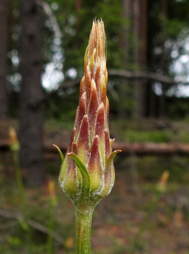 Scorzonera humilis - harjusikojuuren kukinnan jälkeen mykerö painuu pysyvästi suppuun, ja kehänalaisten pohjuspähkylöiden kasvaessa ja kehittyessä sulkahaiveniksi muuntuneet verhiöt nousevat kehtosuomujen yläpuolelle pilkistäväksi tupsuksi. 7.6.2024. Copyright Hannu Kämäräinen.