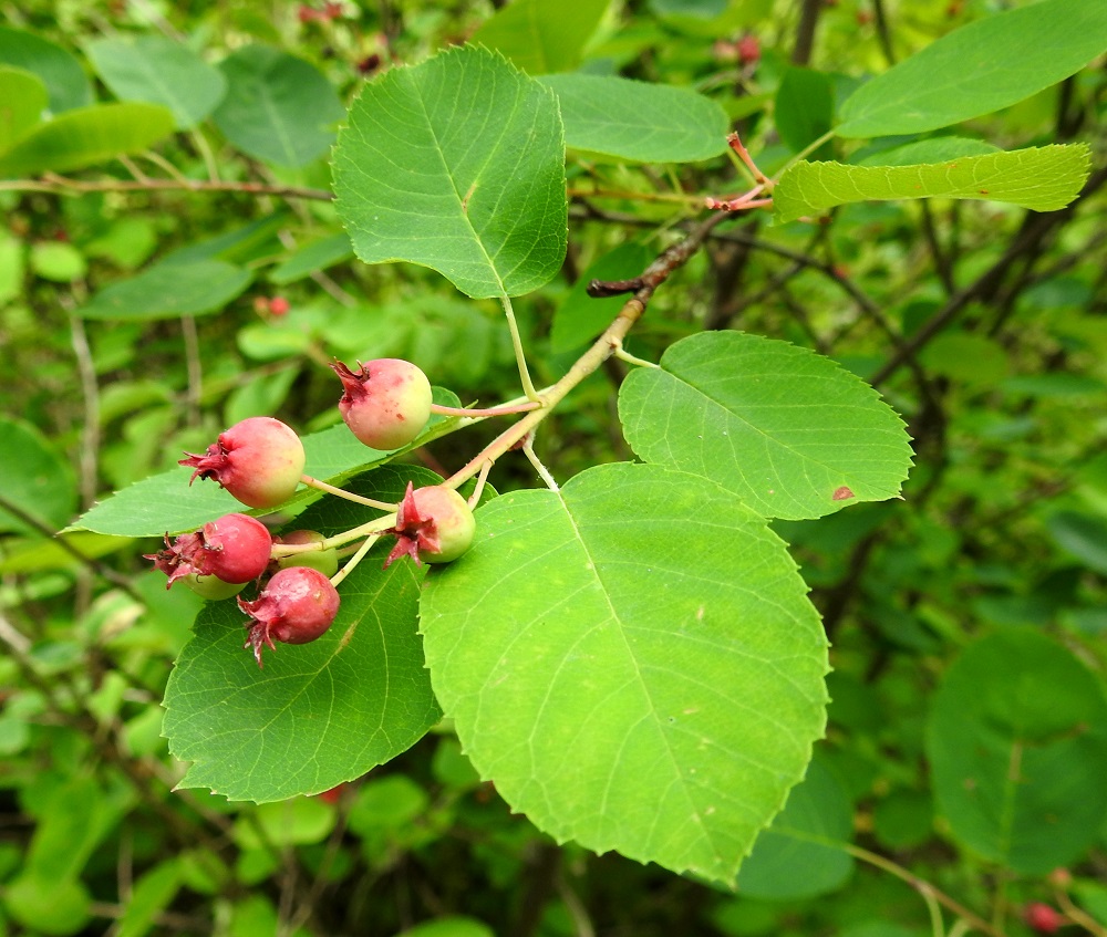 Amelanchier spicata - isotuomipihlajan hedelmä on kukkapohjuksesta paisuva marja, joka on lähes tai aivan pallomainen ja aluksi vihreä. Verholehdet säilyvät marjan kärjessä pitkään ja ovat enimmäkseen pystyt. EH, Hämeenlinna, Pullerinmäki, Ahvenistonharju, harjusuppa Ahvenistonjärven pohjoispään itäpuolella, ampumaradan kohdalla, luonnonsuojelualue, 10.7.2024. Copyright Hannu Kämäräinen.