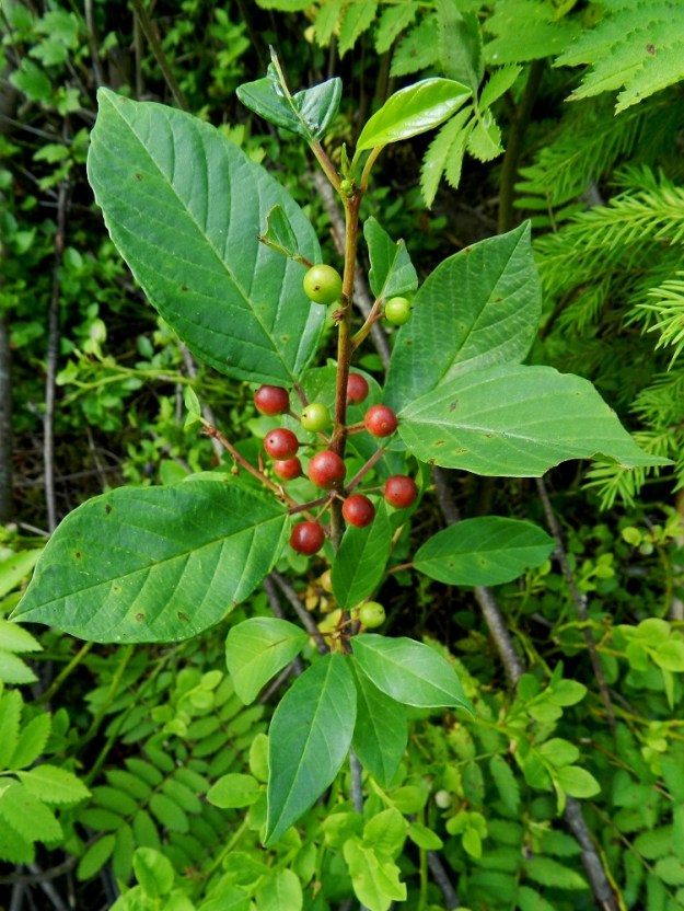Frangula alnus - korpipaatsaman kukintaa ei huomaa ilman lähempää tarkastelua. Hedelmävaiheessa laji muuttuu näkyvämmäksi varsinkin, kun raa'at, vihreät marjat alkavat punertua. EH, Hämeenlinna, Pullerinmäki, Viisari, Kahtoilammen itäpuoli, Tiiriönmäki, kangasmaaston rehevämpi laide, 2.7.2011. Copyright Hannu Kämäräinen.