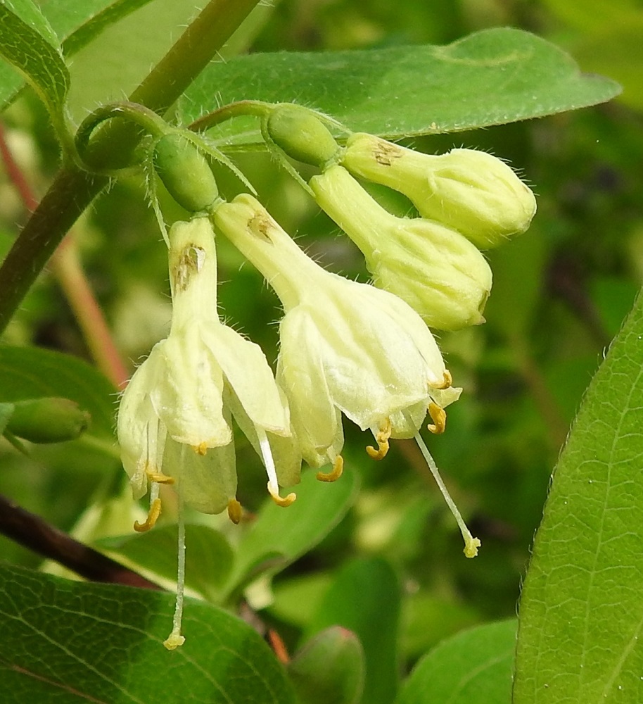 Lonicera caerulea - sinikuusaman kukkarakenne on erikoinen. Kahdella rinnakkaisella teriöllä on täysin yhteenkasvettunut kukkapohjus, jonka päässä on kaksi erillistä, kaulusmaista, pienihampaista ja vain noin 0,3-0,4 mm pitkää verhiötä. Kukkapohjus on pitkänpyöreä, vihreä, kalju ja noin 3-3,5 mm pitkä sekä noin 2-2,5 mm leveä. Sen tyvellä on kaksi vastakkaista, rihmamaisen kapeaa esilehteä, jotka ovat kokoonsa nähden pitkäkarvaiset ja noin 2-4 mm pitkät. Kukkien yhteinen kukintoperä on karvainen ja yleensä noin 3-8 mm pitkä. Teriön torven ulkosivun tyvellä on mesiäispullistuma, joka houkuttelee muurahaisia tunkeutumaan suoraan torven läpi mesivarkaisiin. 30.5.2022. Copyright Hannu Kämäräinen.