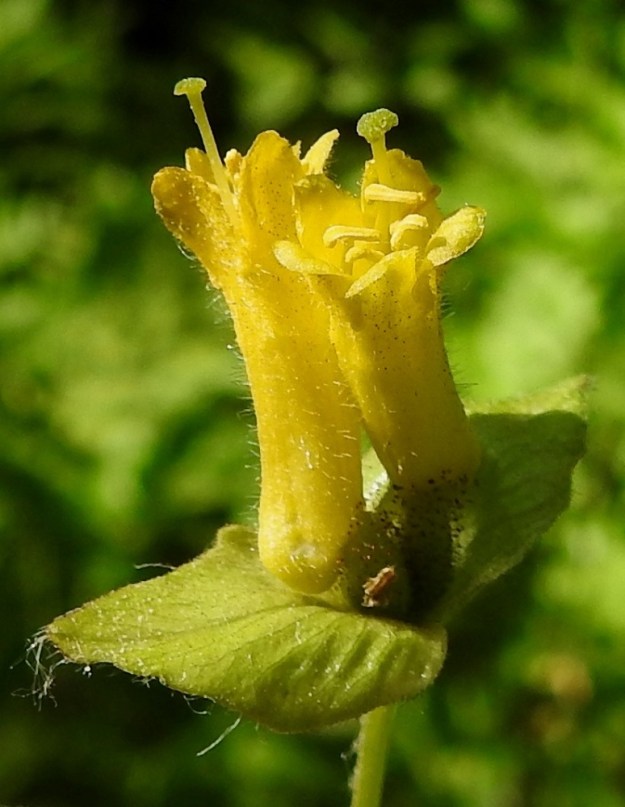 Lonicera involucrata - kehtokuusaman teriö on hapsi- ja nystykarvainen sekä kärjestään matalasti viisiliuskainen. Torvi on noin 3-4 mm paksu, ja sen ulkosivun tyvellä on mesiäispullistuma. Teriöiden alapuolella olevat, tyveltään hieman yhdiskasvuiset kukkapohjukset jäävät kokonaan niiden juurella olevien, tiheäkarvaisten esilehtiparien taakse piiloon. Teriön torveen kiinnittyneitä heteitä on viisi, ja niiden keltaiset palhot yltävät ponsineen noin teriön kärjen tasolle. Ponnet ovat lähes tasasoukat, keltaiset ja noin 2-2,5 mm pitkät. Kehänalaisen sikiäimen kärjessä on yksi emin vartalo, joka yltää noin 1-3 mm teriön liuskojen yläpuolelle. Luotti on nuppimainen ja halkaisijaltaan noin 1 mm. 9.6.2023. Copyright Hannu Kämäräinen.