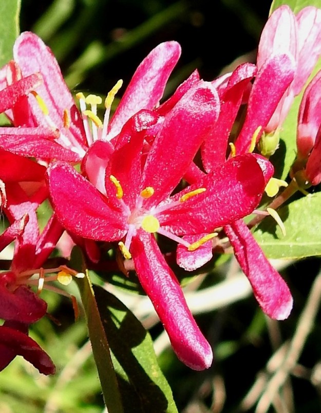 Lonicera tatarica - rusokuusaman teriö on säteittäisestä vaikutelmasta huolimatta rakenteeltaan kaksihuulinen. Ylähuuli on lähes tyvelle saakka neliliuskainen, ja ylähuulen liuskojen kaltainen alahuuli on ehyen liuskaton. Kaikki teriönliuskat ovat kapeansoikeat tai kapean vastapuikeat, pyöreäpäiset, useimmiten noin 10-17 mm pitkät ja leveimmältä kohtaa noin 3-6 mm leveät. Alahuulen reunat ovat yleensä jossain määrin alaspäin kiertyneet. 10.6.2023. Copyright Hannu Kämäräinen.