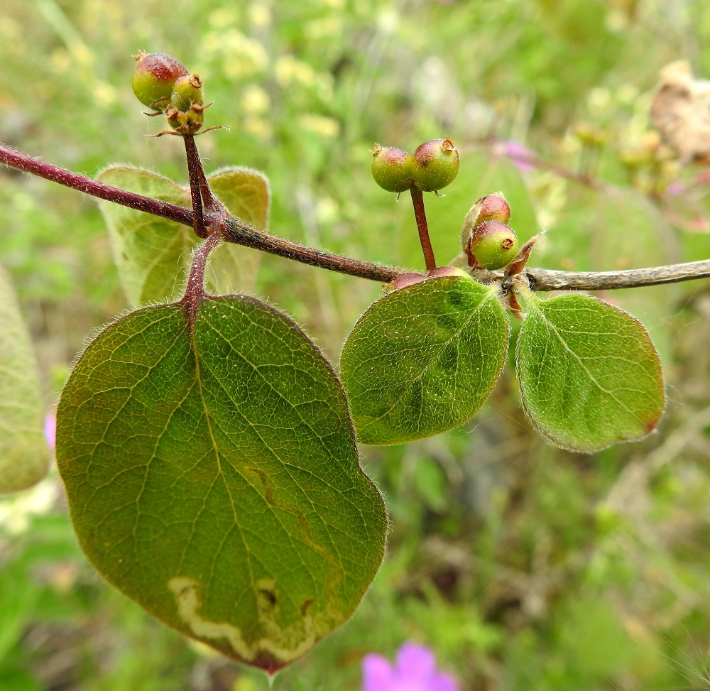Lonicera xylosteum - lehtokuusaman hedelmä on kukkapohjuksesta paisuva marja, joka on lähes pallomainen ja aluksi vihreä. Sen kärjessä säilyy jonkin aikaa marjavaiheessa paremmin erottuva verhiö, joka on vain noin 0,3-0,6 mm pitkä ja päästään viisihampainen. Lehdet ovat päältä harvemmin tai tiheämmin lyhytkarvaiset ja nystykarvaiset. A, Lemland, eteläpää, Björkö, Herröskatanin luonnonsuojelualue, eteläkärjen rantakallioalueen laita, 19.6.2023. Copyright Hannu Kämäräinen.