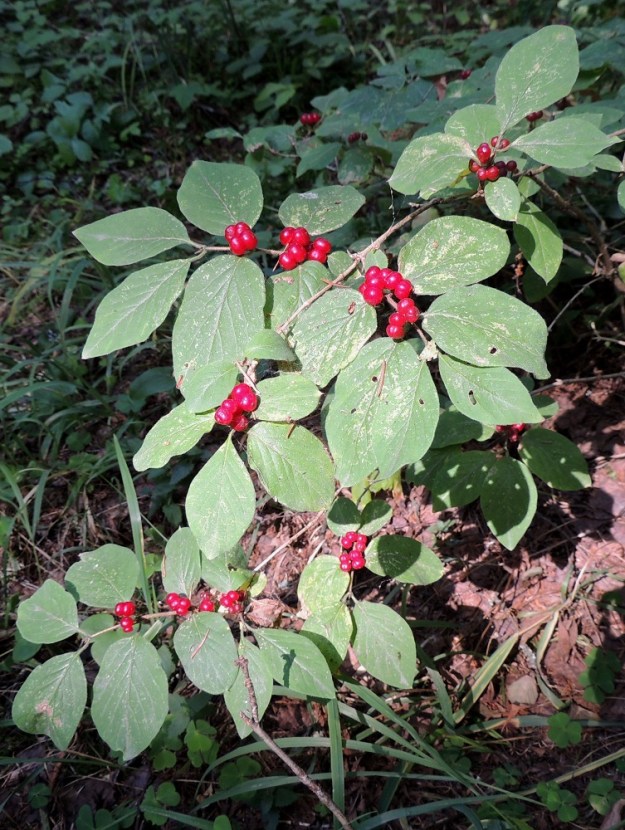 Lonicera xylosteum - lehtokuusaman marjojen kypsyessä kiiltävän punaisiksi oksat näyttävät hyvin koristeellisilta. U, Vantaa, Keimola, Pitkäsuon maantäyttöalueen lounaispuolella oleva Pyymosan lehto, luonnonsuojelualue, 25.7.2013. Copyright Hannu Kämäräinen.