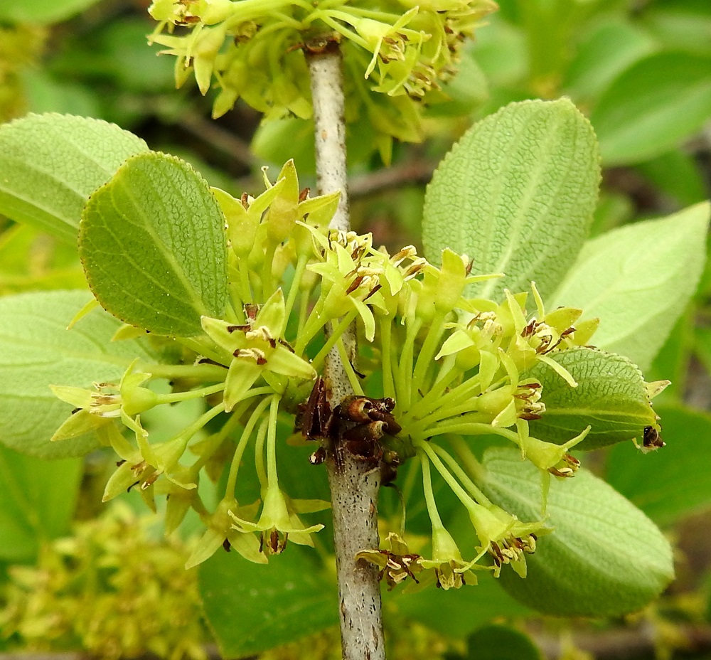 Rhamnus cathartica - orapaatsaman kukat ovat muutaman kukan sarjamaisina viuhkoina lehtihangoissa. Koska kukintavaiheessa vain noin 0,5-2 cm pitkät lyhytversot ovat yleensä vastakkain ja lehdet niissä tiheästi, kukintokokonaisuudesta tulee tavallisesti lähes pallomaisen tiivis. Kukkaperä on liereä, kalju ja yleensä noin 5-10 mm pitkä. Kukkapohjus on kartiomainen, vihreä, kalju ja noin 1,3-1,8 mm pitkä sekä yläosastaan hieman pituuttaan kapeampi. A, Lemland, Björkö, Herröskatanin luonnonsuojelualue, eteläkärjen rantakalliot, 19.6.2023. Copyright Hannu Kämäräinen.