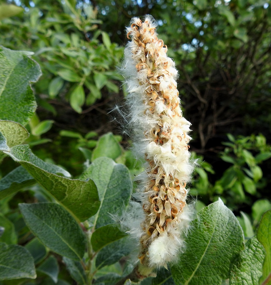 Salix lanata - villapajun kota avautuu kärjestään kaksiliuskaisesti, ja kotapuoliskot kiertyvät voimakkaasti alaspäin. Siemenet ovat lähinnä sauvamaisen tasasoukat, noin 1,5 mm pitkät ja vihertävänruskehtavat. Kuvassa voi juuri ja juuri erottaa muutaman siemenen. Niiden tyvellä on joukko noin 5-8 mm pitkiä ja valkoisia haivenia, joiden avulla siemenet voivat leijailla tuulen mukana kauaksikin. EnL, Enontekiö, Kilpisjärvi, Kilpisjärven ranta Retkeilykeskuksen venelaiturin pohjoispuolella, lähellä vesirajaa, 475 m mpy, 10.7.2018. Copyright Hannu Kämäräinen.
