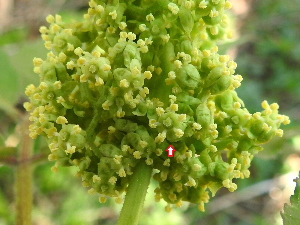 Sambucus racemosa - terttuseljan viisilukuisissa kukissa voi toisinaan olla myös yksittäisiä poikkeamia. Kuvassa nuolen osoittamassa kukassa terälehtiä ja heteitä onkin kuusi. Lisäksi terälehdet ovat tavanomaista vihreämmät. Terttuseljan emi on vartaloton. Pyöreämuotoisen 3-5-haarainen luotti on suoraan sikiäimen sisältävän kukkapohjuksen kärjessä. EH, Hämeenlinna, Loimalahti, Kuokkamaa, Sammontien päästä lähtevän hiekkatieuran tuntumassa olevan mäntykankaan laide, 19.5.2023. Copyright Hannu Kämäräinen.