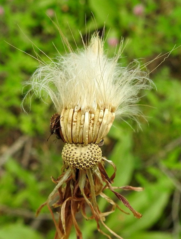 Scorzonera humilis - harjusikojuuren hedelmistön kypsyttyä mykerö avautuu vielä kerran haiven- ja pähkyläpaljoudeksi. Pähkylä on kellanvalkoinen, kellanruskehtava tai ruskea, liereähkö ja matalaharjuinen sekä noin 8-11 mm pitkä ja noin 1 mm leveä. Sen kärjessä on varreton, valkoinen tai kellanvalkoinen ja sulkahaiveninen pappus eli verhiön muutunnainen, joka auttaa pähkylöitä leviämään tuulen mukana. Pappushaivenet ovat noin 13-20 mm pitkiä. Kuvassa näkyy myös tukisuomuton kukkapohjus, josta valtaosa pähkylöistä on jo irronnut. 1.7.2022. Copyright Hannu Kämäräinen.