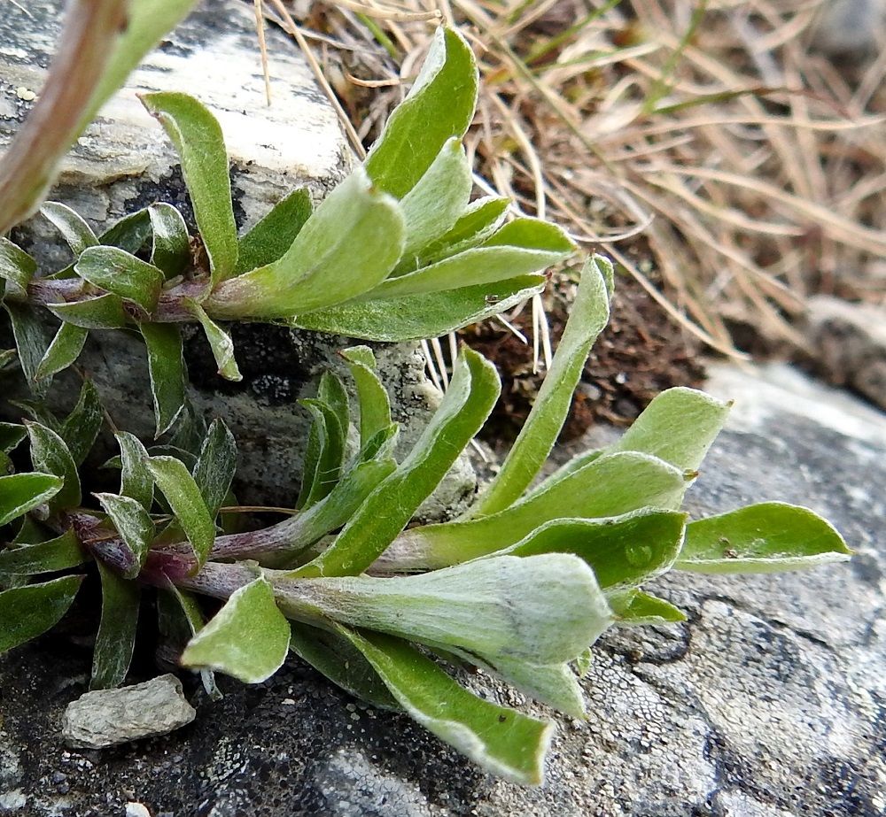 Antennaria alpina - tunturikissankäpälän ruusukelehdet ovat alapuolelta yleisväriltään harmaat ja huopamaisen tiheästi vaaleakarvaiset. EnL, Enontekiö, Kilpisjärvi, Saanan luoteisrinne, alapaljakan tunturikangas, rinteen poikki kohti Saanajärveä vievän polun vierus, 655 m mpy, 4.7.2025. Copyright Hannu Kämäräinen.