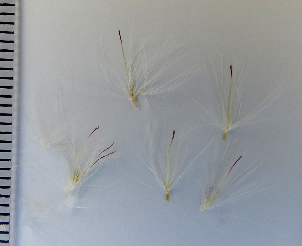 Antennaria dioica - ahokissankäpälän emikukkien teriö on rihmamaisen kapea, lieriömäinen ja noin 4-5 mm pitkä. Kuvassa sen kärjessä näkyy paikalleen kuivunut emin vartalo ja luotti. Hedelmä on soikeahko, litteähkö, sileä ja kellan- tai harmaanruskehtava pohjuspähkylä, joka on noin 0,7-1 mm pitkä. Sen kärjessä on valkoinen, varreton, hapsihaiveninen ja noin 6-8 mm pitkä pappus eli verhiön muutunnainen, joka auttaa pähkylöitä leviämään tuulen mukana. EH, Kalvola (nykyisin Hämeenlinnaa), Rimmilä, Lautaportaaseen vievän tien laita Väärälamminsuolle laskevan puron länsipuolella, 17.7.1996. Kuva näytteestä, copyright Hannu Kämäräinen.