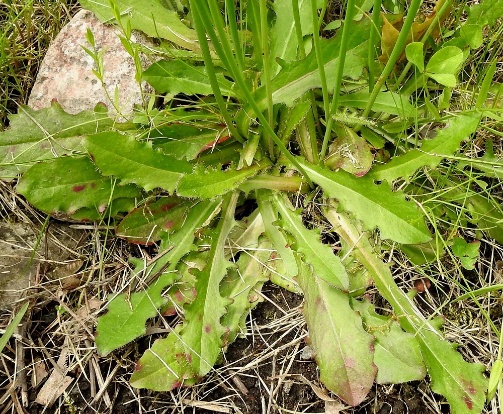 Hypochaeris radicata - liuskahäränsilmän Juurakko on vankka ja yläosastaan usein lyhythaarainen. Haarojen kärkeen kasvavista lehtiruusukkeista muodostuu tällöin tiivis ja maanmyötäinen lehtipatja. Ruusukelehdet ovat vaihtelevasti ruodilliset niin, että joissakin lehdissä on selvähkö ruotiosuus, ja joissakin taas lavasta poikkeavaa ruotiosuutta ei voida osoittaa. Mahdollinen ruoti on palteinen, useimmiten noin 2-6 cm pitkä ja levenee asteittain lavaksi. Ruusukelehdet ovat tavallisesti noin 5-25 cm pitkät ja leveimmältä kohtaa noin 1-4 cm leveät. Lavan osuus pituudesta on noin 4-20 cm. 22.6.2025. Copyright Hannu Kämäräinen.