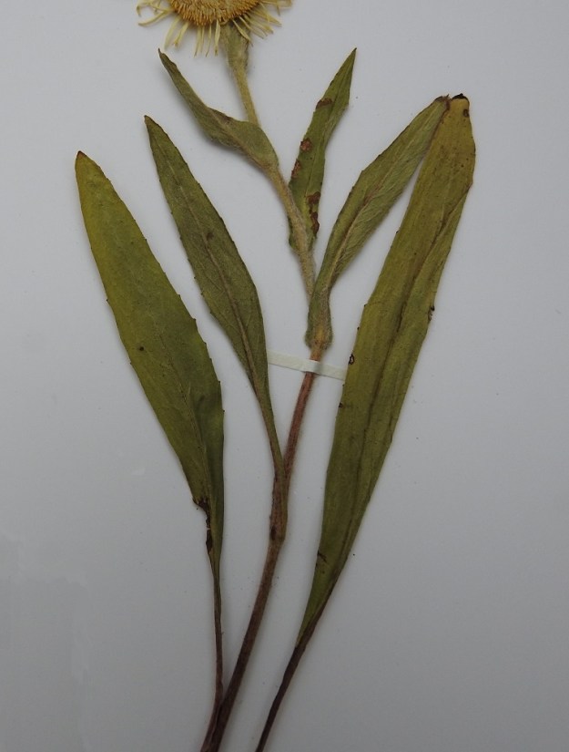 Pentanema britannicum - vanukehirvenjuuren ruusukelehdet ja varren tyviosan lehdet ovat ruodilliset ruodin ollessa useimmiten noin 1-4 cm pitkä. Muut varsilehdet ovat ruodittomat sekä hieman sepivät. Lehtilaita on ehyt tai harvaan pienihampainen. 22.7.2001. Kuva näytteestä, copyright Hannu Kämäräinen.