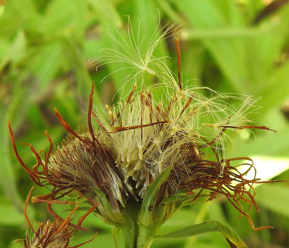 Pentanema salicinum - rantahirvenjuuren pähkylä on lähes tappimainen, särmikäs, kalju ja aluksi vaalea sekä kypsänä kellanruskea. Se on tavallisesti noin 1,5-2 mm pitkä ja noin 0,5-0,8 mm leveä. Pähkylän kärjessä on valkoinen, varreton, hapsihaiveninen ja noin 6-9 mm pitkä pappus eli verhiön muutunnainen, joka antaa sopivan tuulen sattuessa pähkylälle ilmakuljetuksen uudelle kasvupaikalle. 16.8.2022. Copyright Hannu Kämäräinen.