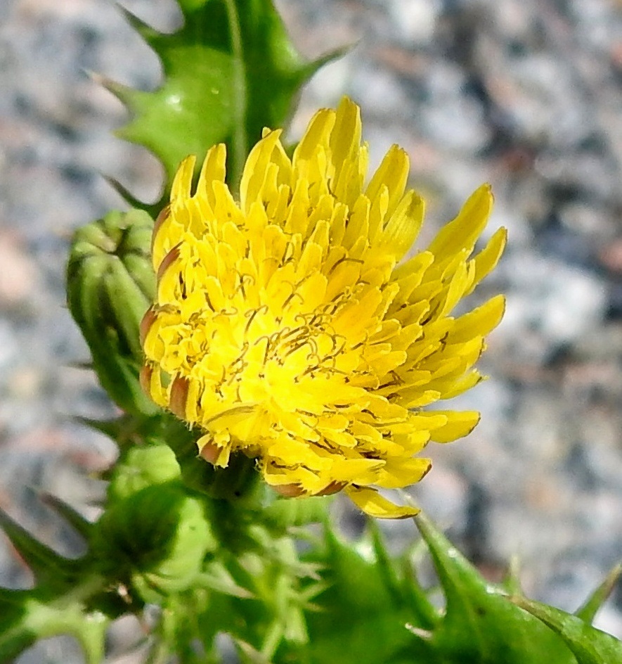 Sonchus asper - otavalvatin kielikukassa on viisi hedettä. Niiden ruskeahkot ja kapean tasasoukat ponnet ovat lieriömäisen yhdiskasvuisesti emin vartalon ympärillä. Emi on yksivartaloinen ja luotiltaan kaksiliuskainen.  Vartalo tummine luotteineen ja ponsilieriöineen nousee näkyville teriön kielen yläpuolelle. Teriön takasivu on usein etupuolta tummempi. 28.7.2025. Copyright Hannu Kämäräinen.