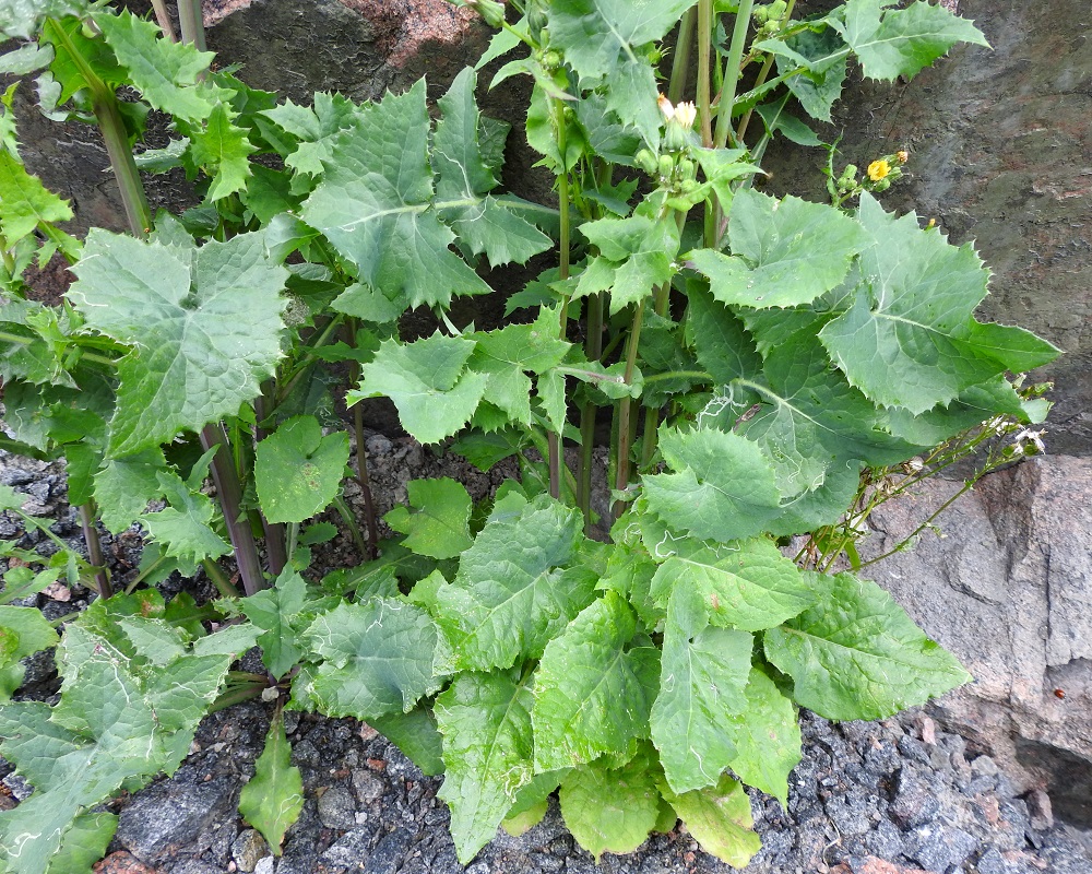 Sonchus oleraceus - kaalivalvatin varret ovat liereät tai tylppäkulmaiset, ontot, vihreäsävyiset tai sinipunertavat ja kaljut tai toisinaan yläosastaan pitkävartisen nystykarvaiset. Lehdet ovat pariliuskaiset, ohuet ja pehmeät. Päätö-, sivu- ja tyviliuskat sekä niiden välinen palteinen keskiranka ovat useimmiten hennohkon otahampaiset. Kuvassa olevan pyörökaalivalvatin lehtilavan päätöliuska on latva-alueen alapuolisissa lehdissä muita liuskoja selvästi kookkaampi. V, Naantali, satama-alueelle tulevan Satamatien laita, kallioleikkauksen tyven sora- ja sepelikaista, 26.6.2019. Copyright Hannu Kämäräinen.