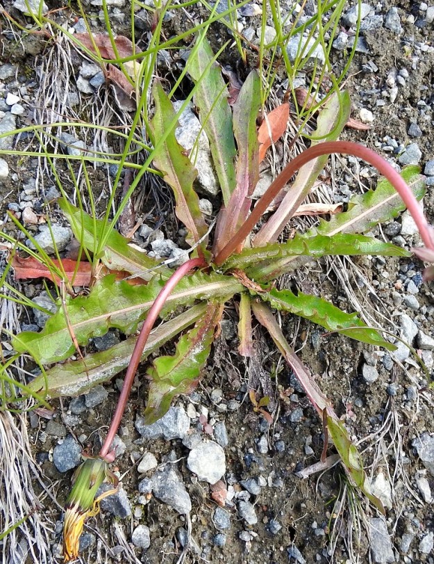 Taraxacum sect. Crocea - sahramivoikukkien kaikki lehdet ovat uusiutuvana tyviruusukkeena. kasvavat kolmessa vaiheessa. Ensin kasvavat ulkolehdet ja parhaan kukinnan alkaessa keskilehdet sekä kukinnan loppuvaiheessa sisälehdet. Edelliset lehtikerrokset lakastuvat vähitellen pois. Sahramivoikukkalajien, kuten muidenkin voikukkien, määrittämisessä huomioidaan keskilehtien ominaisuuksia. EnL, Enontekiö, Kilpisjärvi, Käsivarrentien (tie 21) laita noin Kilpisjärven Maantielahden pohjoispään tasalla, laitaojasta tunturikoivikkoon nouseva, jyrkkä sora- ja kalliorinne, 485 m mpy, 5.7.2025. Copyright Hannu Kämäräinen.