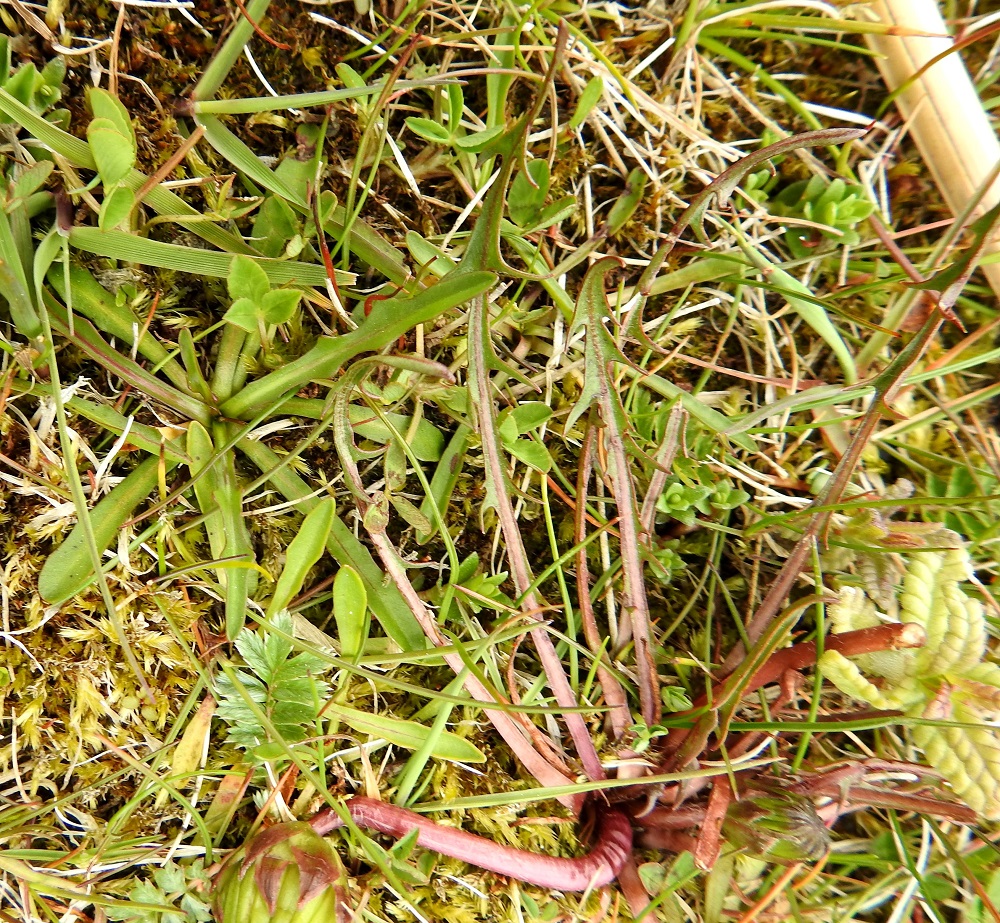 Taraxacum sect. Palustria - rantavoikukkien lehtiruoti on kapea, palteeton, sinipunainen ja noin 2-7 cm pitkä. Ruoti levenee ilman selvää rajaa lähes tasasoukaksi tai suikeahkoksi ja ehyehkö-, hammas- tai liuskalaitaiseksi lehtilavaksi, jonka keskisuoni on ruodin tavoin sinipunainen tai ruskehtava. Lapa on tavallisesti noin 5-15 cm pitkä ja leveimmältä kohtaa mahdolliset sivuliuskatkin huomioiden noin 0,3-2 cm leveä. Kuvan vasemman laidan nuori lehtiruusuke näyttäisi kuuluvan merisyysmaitiaiselle, Scorzoneroides autumnalis var. salina. 23.5.2025. Copyright Hannu Kämäräinen.