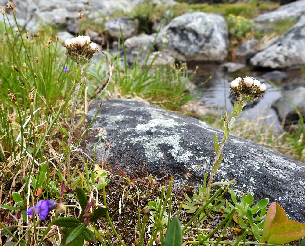 Antennaria alpina - tunturikissankäpälän kasvupaikkoina ovat lähinnä tunturikankaat ja -niityt, kallioiset alueet, liusketörmät sekä kiviset ja hiekkaiset tunturirinteet. Kasvupaikat sijaitsevat tavallisesti paljakka-alueilla. Laji on kalkinsuosija. EnL, Enontekiö, Kilpisjärvi, Saanan koillispuoli, Saanajärven luoteispää kohdassa, jossa leveähkö tunturipuro laskee järveen, kivikkoinen rantaniitty ja puron laide, 680 m mpy, 6.7.2018. Copyright Hannu Kämäräinen.