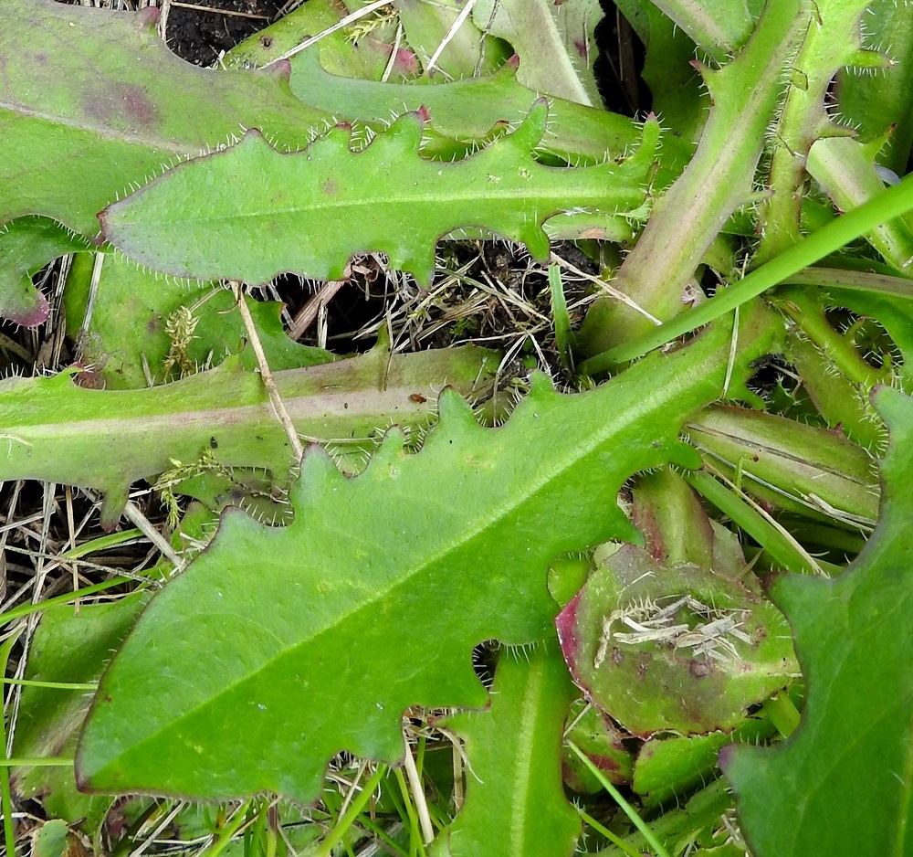 Hypochaeris radicata - liuskahäränsilmän lehtilapa on lähinnä kapean vastapuikea tai soikeahko ja laidoiltaan vaihtelevan hampainen ja/tai liuskainen sekä pyöreähkö- tai lyhyen suippo- ja tylppäkärkinen. Lehtilaita on ripsimäisen jäykkäkarvainen karvojen ollessa noin 1-2 mm pitkiä. Lapa on päältä vihreä ja kuvan tavoin lähes kalju tai tiheästikin karheakarvainen. 22.6.2025. Copyright Hannu Kämäräinen.