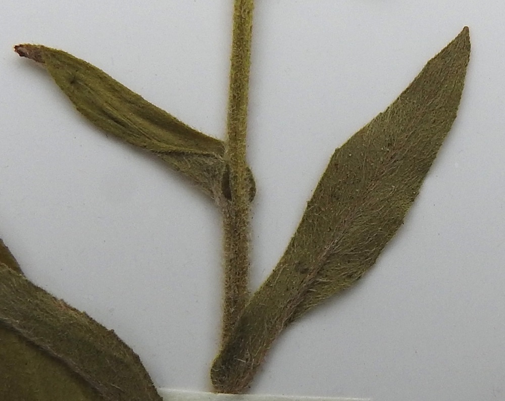 Pentanema britannicum - vanukehirvenjuuren lehden yläpinta on karhea, vaihtelevasti karvainen ja alapinta useimmiten tiheän pitkäkarvainen tai toisinaan peittävästi silkkikarvainen. Rantahirvenjuurella lehtien yläpinta on kalju ja alapinta kalju tai suonia myöten lyhytkarvainen. 22.7.2001. Kuva näytteestä, copyright Hannu Kämäräinen.