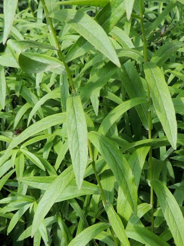 Pentanema salicinum - rantahirvenjuuren lehdet ovat ehyet, ruodittomat ja varrella kierteisesti. Ne ovat yleensä noin 3-8 cm pitkät, leveimmältä kohtaa noin 0,5-2,5 cm leveät ja jäykät sekä usein kaarevat. Varsi on lähes liereä tai tylppäharjuinen, jäykkä ja hoikka, yleensä vain noin 2-4 mm paksu. Se on vihreä tai ainakin alaosastaan vaalean punaruskea, ylempää kalju tai kaljuhko ja tyveltään harvakseen - tiheästi lyhytkarvainen. 28.7.2013. Copyright Hannu Kämäräinen.