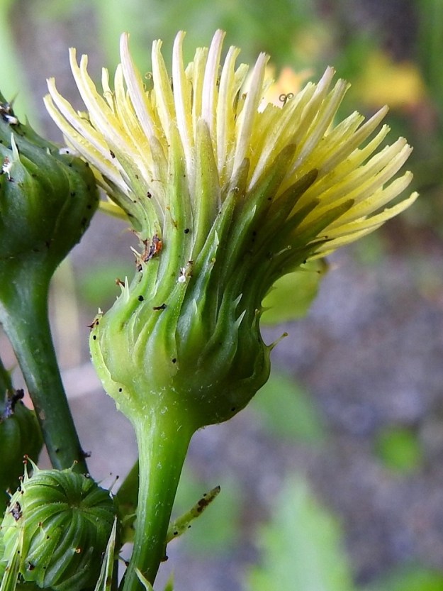 Sonchus asper - otavalvatin kielikukkien teriön kieli on lähes tasasoukka, kärjestään tylppä ja viisihampainen. Koko teriö on yleensä noin 8-13 mm pitkä ja kieliosastaan noin 1-1,5 mm leveä. Monikukkaisen mykerön uloimman kerroksen muodostavat pienet, kapeat ylälehdet eli kehtosuomut, jotka ympäröivät kolmena tai neljänä sisäkkäisenä ja lomittaisena rivinä eli kehtona varsinaista kukintoa. Ulompien rivien kehtosuomut ovat lähinnä kapeanpuikean kolmiomaiset, tyviosan selkäpuolelta pyöristyneet ja vaihtelevasti otaselkäiset sekä noin 4-6 mm pitkät. Sisimmät kehtosuomut ovat lähes tasasoukat, kalvoreunaiset ja noin 9-13 mm pitkät. Kaikki kehtosuomut ovat kaljut tai pitkän nystykarvaiset ja noin 1-2 mm leveät. 28.7.2025. Copyright Hannu Kämäräinen.