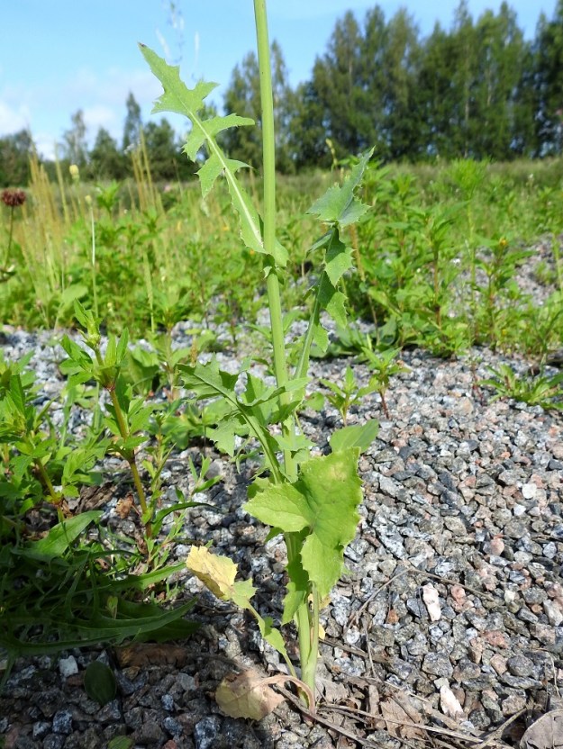 Sonchus oleraceus - kaalivalvatin varsilehdet ovat kierteisesti. Paahteisella kasvupaikalla tyvilehdet alkavat aika pian lakastua. Kuvassa on liuskakaalivalvatti, ja ero edellisen kuvan lehtiin on aika selvä. EH, Hämeenlinna, Pikku-Parola, Kommilantie 90:n kohdalla oleva, laajahko lumenkaatopaikka, alueen sorapohja, 28.7.2025. Copyright Hannu Kämäräinen.
