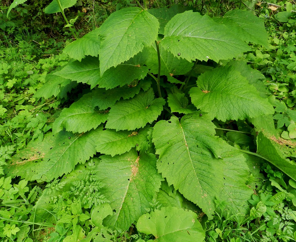 Telekia speciosa - auringontähti on usein hyvin lehtevä. Ruusukelehdet ja varren tyven sekä alaosan lehdet ovat kookkaat ja ruodilliset ruodin ollessa useimmiten noin 10-50 cm pitkä. Lehtilapa näissä lehdissä on yleensä noin 20-45 cm pitkä ja leveimmältä kohtaa noin 15-30 cm leveä. Varsilehdet ovat kierteisesti. EH, Hämeenlinna, Keinusaari, Varikonniemi, rehevä, metsittynyt, entinen saha- ja armeijan varikkoalue Vanajaveden rannassa, lounaisosa, 11.8.2012. Copyright Hannu Kämäräinen.