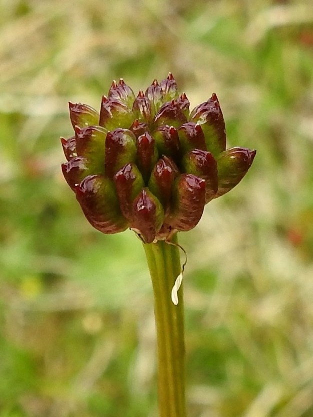 Trollius europaeus - (niitty)kulleron hedelmät ovat monisiemenisiä, pystyjä ja pitkulaisia sekä kypsänä tummanruskeita tuppiloita, jotka ovat tavallisesti noin 7-10 mm pitkiä ja otapäisiä. EnL, Enontekiö, Kilpisjärvi, Saanan koillispuoli ja Saanajärven pohjoispuoli, järveen laskevan puronlaiteen vetinen kivilohkareikkojuotti, 695 m mpy, 18.7.2023. Copyright Hannu Kämäräinen.