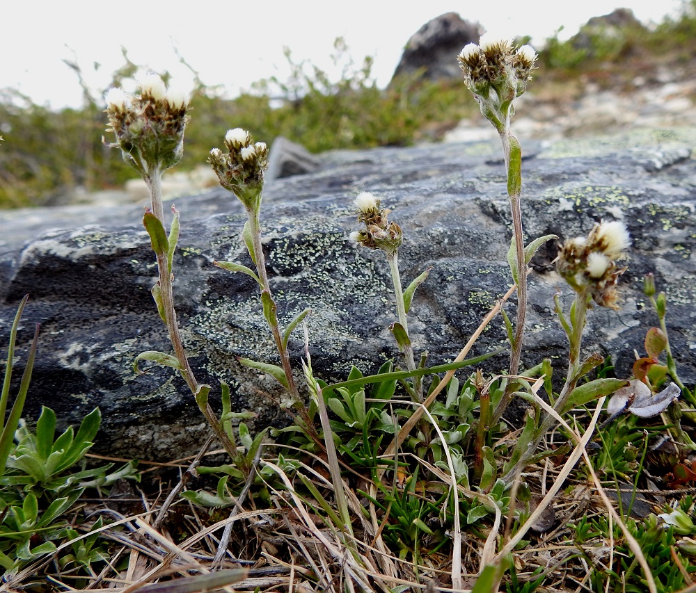 Antennaria alpina - tunturikissankäpälä on Suomessa alkuperäinen ja harvinainen tunturikasvi, jonka pääesiintymisalue on Enontekiön Lapin eliömaakunnassa, Käsivarren kärkiosan suurtuntureiden alueella. Enontekiön Lapin ulkopuolella lajista on Kasviatlaksessa muutamia havaintoja Kittilän Lapin eliömaakunnan pohjoisosasta ja jokunen vanha havainto Inarin Lapin eliömaakunnasta. Suppeasta esiintymisalueestaan huolimatta laji on ainoa Suomen kuudesta kissankäpälästä, joka on viimeisimmässä uhanalaisuusarvioinnissa todettu elinvoimaiseksi. EnL, Enontekiö, Kilpisjärvi, Saanan luoteisrinne, alapaljakan tunturikangas, rinteen poikki kohti Saanajärveä vievän polun vierus, 655 m mpy, 4.7.2025. Copyright Hannu Kämäräinen.