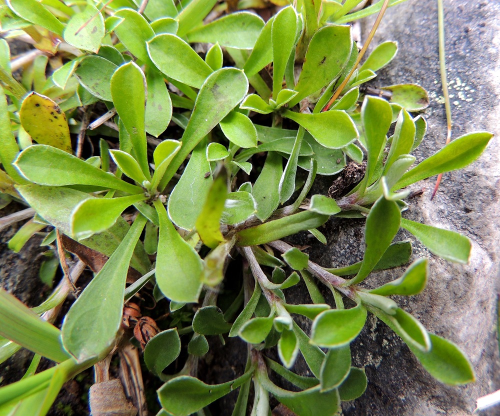 Antennaria dioica - ahokissankäpälän ruusukeryhmän lähikuvassa on hyvin näkyvillä juuriston tiheä rönsyämistapa. Sileän kallion päälle työntyessään rönsyt ovat myös runsaslehtisiä, mutta uuden ruusukkeen juurtumiselle ja kasvamiselle ei humuksettomalla kalliopinnalla ole edellytyksiä. Ruusukelehdet ovat usein päältä kaljut. EnL, Enontekiö, Kilpisjärvi, Mallan luonnonpuisto, Kalottireitin varsi Iso-Mallan eteläisellä alarinteellä, polun leikkaavan Kitsijoen uoman itäpuolen rinnekivikko, 650 m mpy, 19.7.2013. Copyright Hannu Kämäräinen.