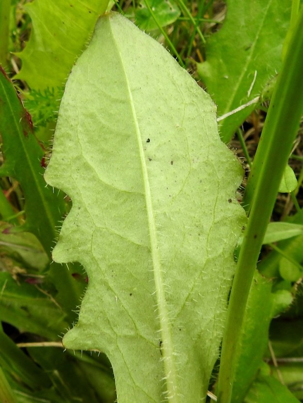 Hypochaeris radicata - liuskahäränsilmän lehtilapa on alta harmaanvihreä ja yleensä karheakarvainen. Karvoitus on usein runsainta keskisuonessa. 22.6.2025. Copyright Hannu Kämäräinen.