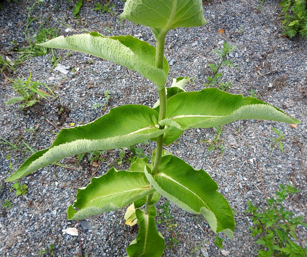 Inula helenium - isohirvenjuuren varsilehdet ovat kierteisesti ja tyviosan yläpuolella ruodittomat sekä suippokärkiset ja herttatyviset tai pyörein tyviliuskoin varren sivulle sepivät. 26.7.2025. Copyright Hannu Kämäräinen.