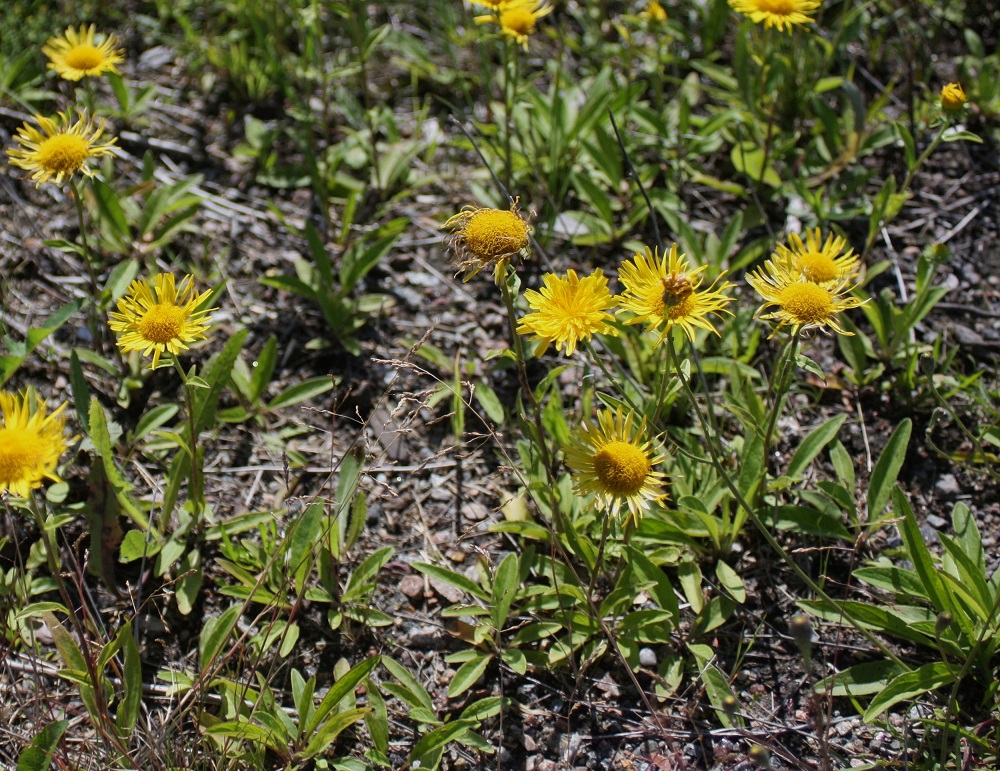 Pentanema britannicum - vanukehirvenjuuren ensimmäisenä elinvuotena kasvaa lehtiruusuke ja toisena vuotena kukkavarsi, jonka kukinnan ja hedelmöinnin jälkeen yksilö kuolee. Vanukehirvenjuuri on Suomessa harvinainen uustulokas, josta on muutamia havaintoja 2000-luvulta Varsinais-Suomen, Uudenmaan, Etelä-Hämeen, Keski-Pohjanmaan ja Oulun Pohjanmaan eliömaakunnista. Muissa Pohjoismaissa vanukehirvenjuuri kasvaa luontaisena Etelä Ruotsissa ja -Norjassa sekä Tanskassa.23.7.2008. Copyright Hannu Kämäräinen.