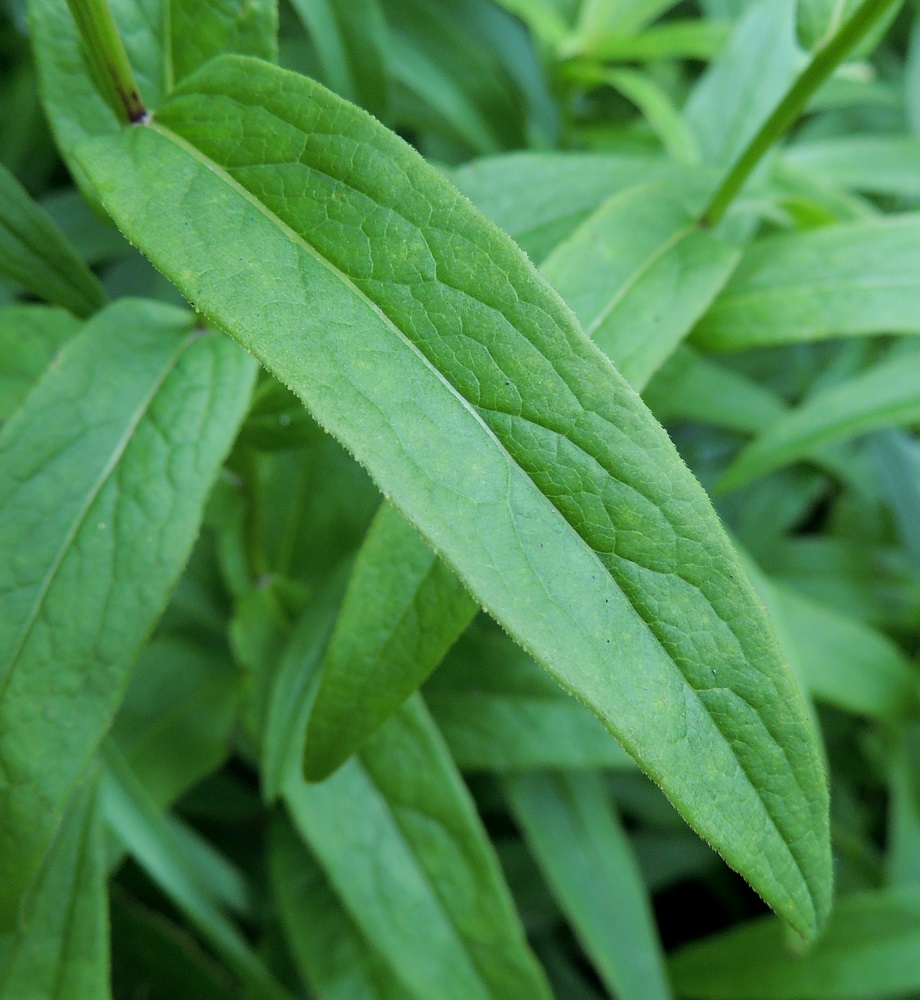 Pentanema salicinum - rantahirvenjuuren lehtilapa on lähes tasasoukan suikea tai kapeanpuikea, suippokärkinen ja molemmin puolin vihreä. Lehtilaita on ehyt tai harvaan pienihampainen ja hyvin lyhyistä, jäykistä karvoista karhea. Yläpinta on muuten kalju. 12.7.2016. Copyright Hannu Kämäräinen.