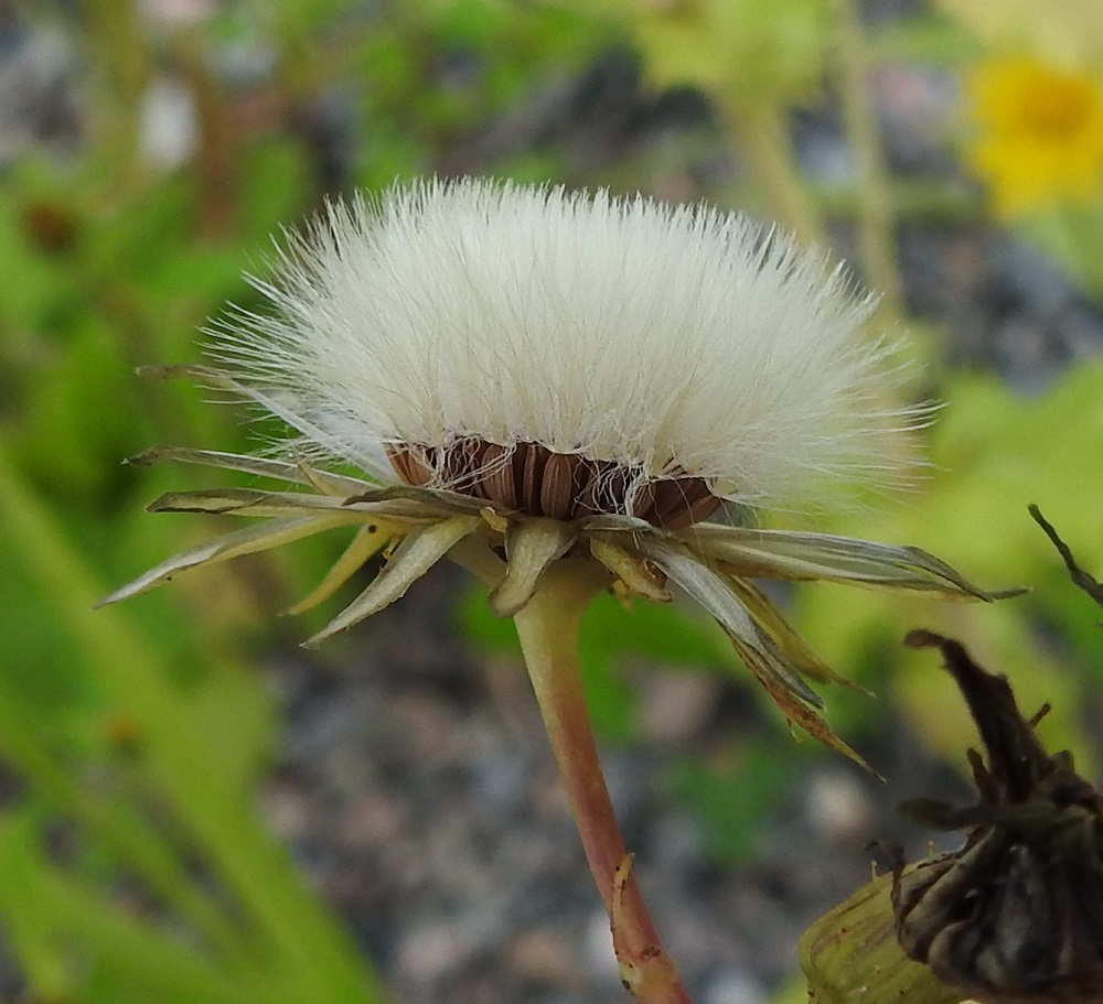 Sonchus asper - otavalvatin hedelmistön kypsyttyä mykerö avautuu haiven- ja pähkyläpaljoudeksi. Pähkylöiden kärjessä on valkoinen, varreton ja hapsihaiveninen pappus eli verhiön muutunnainen, joka auttaa pähkylöitä leviämään tuulen mukana. Pappus on noin 5-7 mm pitkä. 13.8.2025. Copyright Hannu Kämäräinen.