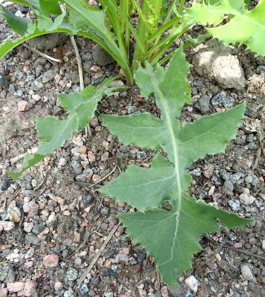 Sonchus oleraceus - kaalivalvatin tyvilehdet ovat ruodilliset. Ruoti on noin 3-9 cm pitkä ja kapean siipipalteinen. Palteen reuna on lähes ehyt tai harvakseen hennon otahampainen. Tyvi- ja varsilehtien lapa on tavallisesti noin 7-25 cm pitkä ja noin 3-10 cm leveä pienimpien lehtien ollessa latvaosassa. Lapa on päältä himmeä, vihreä tai sinertävänvihreä ja kalju. EH, Hämeenlinna, Pikku-Parola, Kommilantie 90:n kohdalla oleva, laajahko lumenkaatopaikka, alueen maakasat, 30.7.2025. Copyright Hannu Kämäräinen.