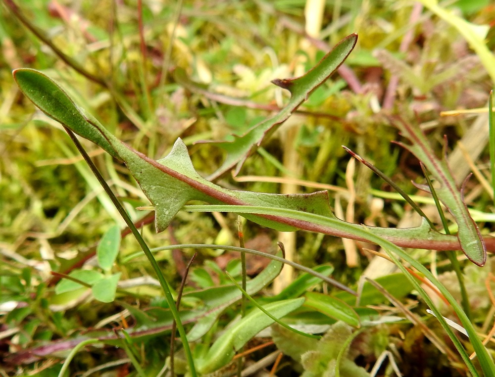 Taraxacum sect. Palustria - rantavoikukkien lehtilapa on molemmin puolin vihreä tai tummanvihreä ja kalju tai nuorena hieman seittikarvainen. 21.5.2025. Copyright Hannu Kämäräinen.