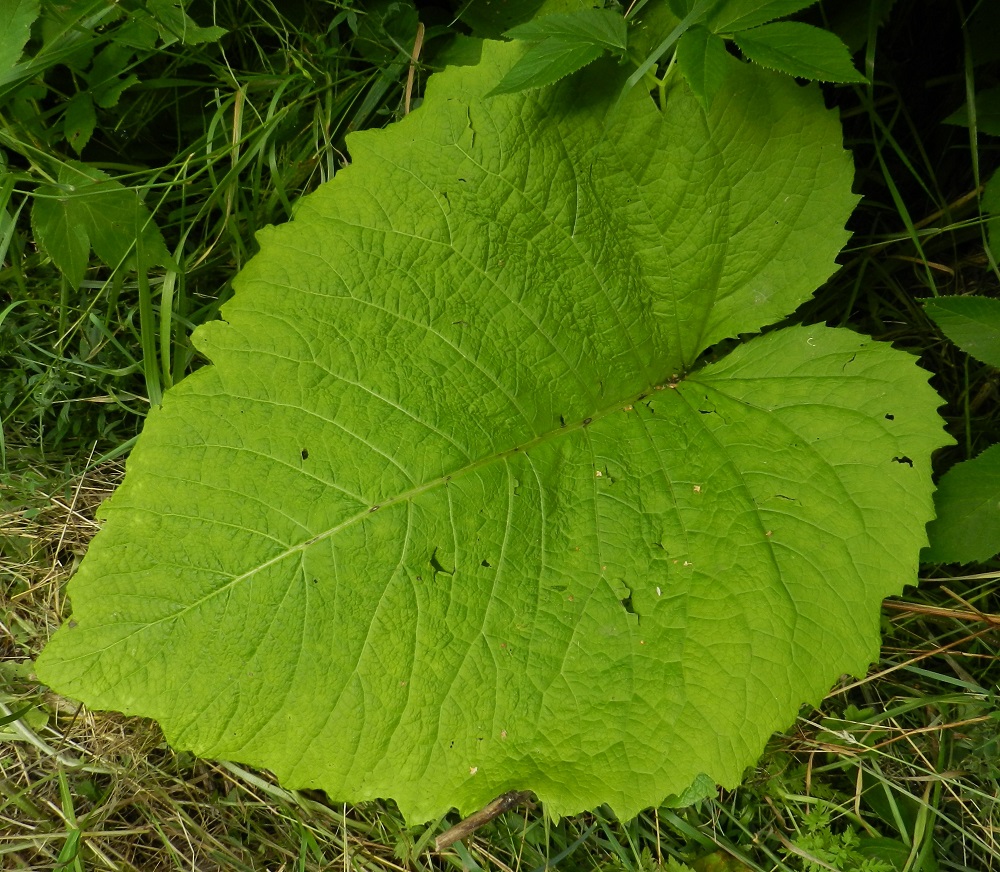 Telekia speciosa - auringontähden ruusuke- ja tyvilehdet sekä alemmat varsilehdet ovat kokoon nähden ohuet, ehyet, soikeanpuikeat tai herttamaiset ja suipon teräväkärkiset. Lavan tyvi on syvän kapealovinen ja tyviliuskat leveän pyöreämuotoiset. EH, Hämeenlinna, Keinusaari, Varikonniemi, rehevä, metsittynyt, entinen saha- ja armeijan varikkoalue Vanajaveden rannassa, lounaisosa, 20.7.2011. Copyright Hannu Kämäräinen.