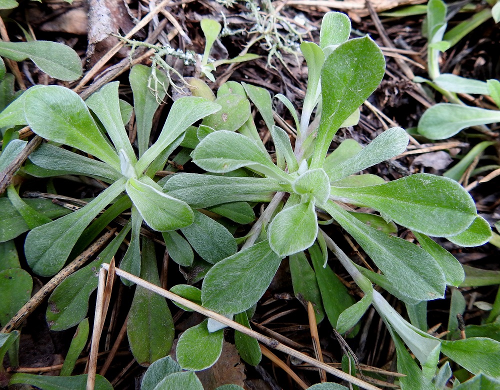Antennaria dioica - ahokissankäpälän ruusukelehdet ovat ehyet, vastapuikeat tai kapean vastapuikeat, pyöreähkökärkiset ja usein lyhyen otapäiset sekä tavallisesti noin 10-35 mm pitkät ja leveimmältä kohtaa noin 3-8 mm leveät. Lehti kapenee ilman rajaa siipipalteiseksi ruodiksi, jonka osuus lehden kokonaispituudesta on noin 3-15 mm. Ruusukelehdet ovat ehytlaitaiset, päältä vihreät ja kaljupintaisuuden lisäksi myös vaihtelevasti karvaiset. EH, Janakkala, Vuortenkylä, Tunturinvuori, harjun lakialue, luonnonsuojelualue, 11.6.2022. Copyright Hannu Kämäräinen.