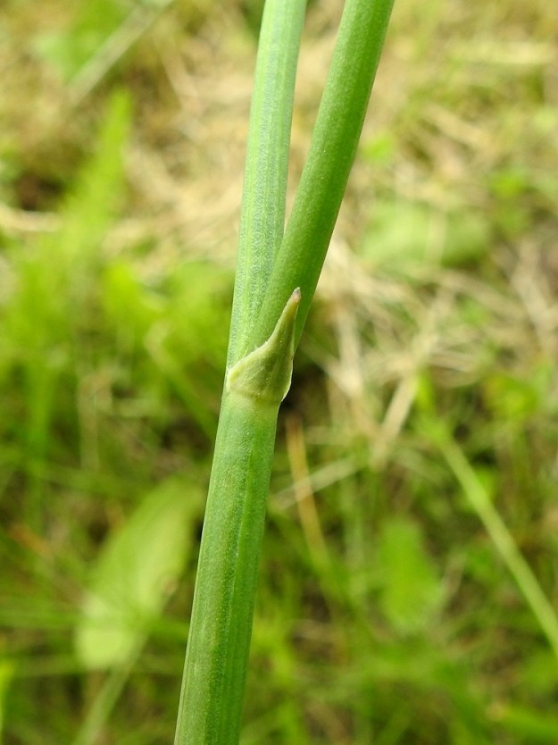 Hypochaeris radicata - liuskahäränsilmä ei varsilehtiä näytä tarvitsevan runsaan ruusukelehdistön täyttäessä tarvittavan yhteyttämistarpeen. Tarkkaan katsoen varsihaarojen tyveltä löytää pienoisen, noin 3-5 mm pitkän tukilehden, joka on samankaltainen kuin latvaosan suomumaiset pikkulehdet. Varsi haaroineen on tanakka, matalaharjuinen tai lähes liereä, vihreä ja kalju tai harvakarvainen. 22.6.2025. Copyright Hannu Kämäräinen.