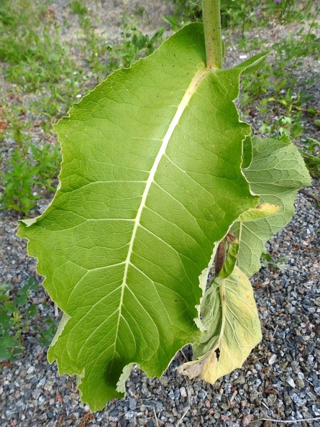 Inula helenium - isohirvenjuuren ruodittomien varsilehtien lapa on soikea tai puikeahko, tavallisesti noin 10-35 cm pitkä ja leveimmältä kohtaa noin 3,5-17 cm leveä. 26.7.2025. Copyright Hannu Kämäräinen.