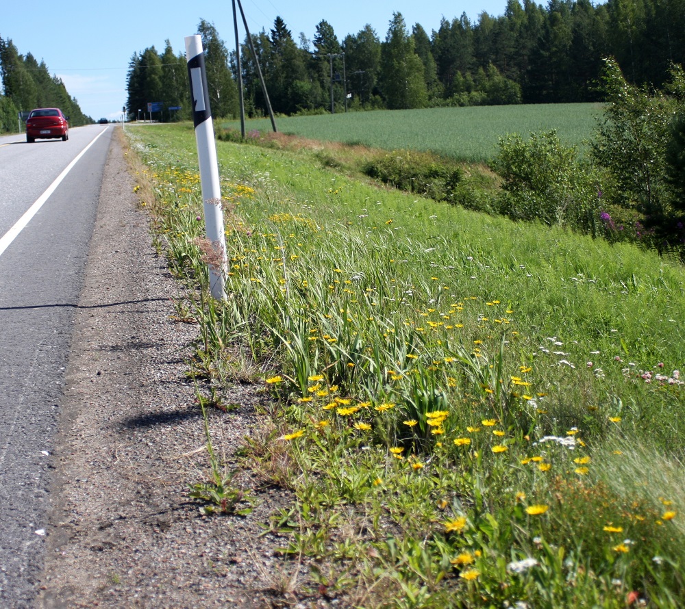 Pentanema britannicum - vanukehirvenjuuren kasvupaikkoina ovat lähinnä rannat, ojat, niityt, kalliopainanteet, tienluiskanurmetukset ja joutomaat. Laji on ilmeisesti kalkinsuosija. Se on joitakin kertoja kyennyt vakinaistumaankin pitemmäksi aikaa. Mm. kuvasarjan kasvupaikalla, Etelä-Hämeen Pälkäneellä, laji sinnitteli ainakin kolmisenkymmentä vuotta. Kaksivuotisena lajina se ei kuitenkaan pysty kilpailemaan umpeutuvassa ja nurmettuvassa kasvupohjassa pysyvästi. 23.7.2008. Copyright Hannu Kämäräinen.