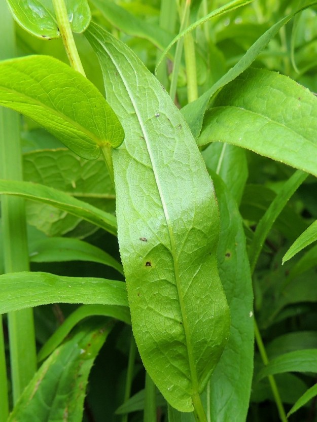 Pentanema salicinum - rantahirvenjuuren lehtilavan alapinta on korkosuoninen ja kalju tai suonistaan lyhytkarvainen. Koholla oleva suonitus korostaa sivusuonten lisäksi lehden verkkomaista pohjasuonitusta. Lapa on leveän tylppätyvinen sekä ylempänä varrella herttatyvinen tai pyörein tyviliuskoin hieman sepivä, kuten kuvassa. 12.7.2016. Copyright Hannu Kämäräinen.