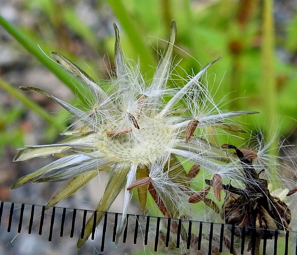 Sonchus asper - otavalvatin pähkylä on lähinnä litistyneen lieriömäinen, teräväreunainen ja sileäharjuinen sekä kypsänä ruskea. Se on tavallisesti noin 2,5-3 mm pitkä ja leveämmältä sivultaan noin 1-1,2 mm leveä. Kuvassa näkyvä kukkapohjus on tukisuomuton ja hyvin ohut, vain noin 1 mm paksu. 13.8.2025. Copyright Hannu Kämäräinen.