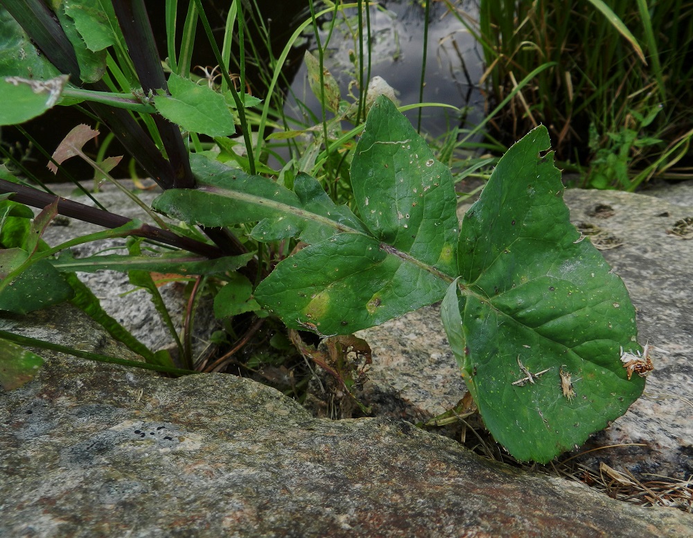 Sonchus oleraceus - kaalivalvatin nimimuunnoksen, pyörökaalivalvatin, nimi kuvaa aika osuvasti tyypillisen lehden ulkomuotoa. Lehtilavan päätöliuska on latva-alueen alapuolisissa lehdissä muita liuskoja selvästi kookkaampi, usein pyöreähkösivuinen ja ehyt tai toisinaan tyviosastaan osittain jakautunut. Sivuliuskat ovat enimmäkseen tyveä kohti pyöreähkösti kaareutuvat ja ehyet. Liuskojen laidat ovat matalanirhaiset - hampaiset. EH, Hämeenlinna, keskusta-alue, Hämeen linna, Vanajaveteen johtavan vallihaudan reuna järven rannassa, 21.8.2012. Copyright Hannu Kämäräinen.