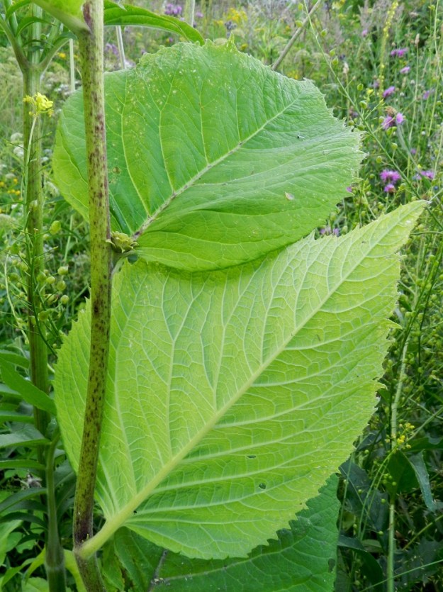 Telekia speciosa - auringontähden lehtiruoti lyhenee varren yläosissa asteittain, kunnes lehdet muuttuvat ruodittomiksi. Ylempänä varrella lavan tyvi on usein ehyen pyöreähkö. Lehdet ovat päältä vihreät ja lähes kaljut tai hyvin lyhytkarvaiset sekä alta lähinnä harmaanvihreät ja hyvin lyhytkarvaiset. EH, Hämeenlinna, Sairio, Sairionranta, Vanajaveden itäranta, radanvartta seurailevan ulkoilureitin varsi kohdassa, jossa vesioja alittaa reitin, 20.7.2012. Copyright Hannu Kämäräinen.
